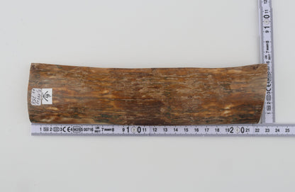 Beige mammoth bark
