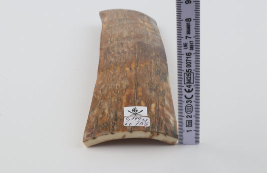 Beige mammoth bark