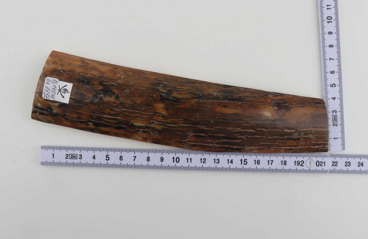 Brown-mustard mammoth bark