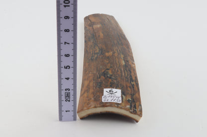 Brown-mustard mammoth bark