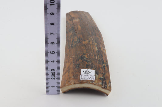 Brown-mustard mammoth bark