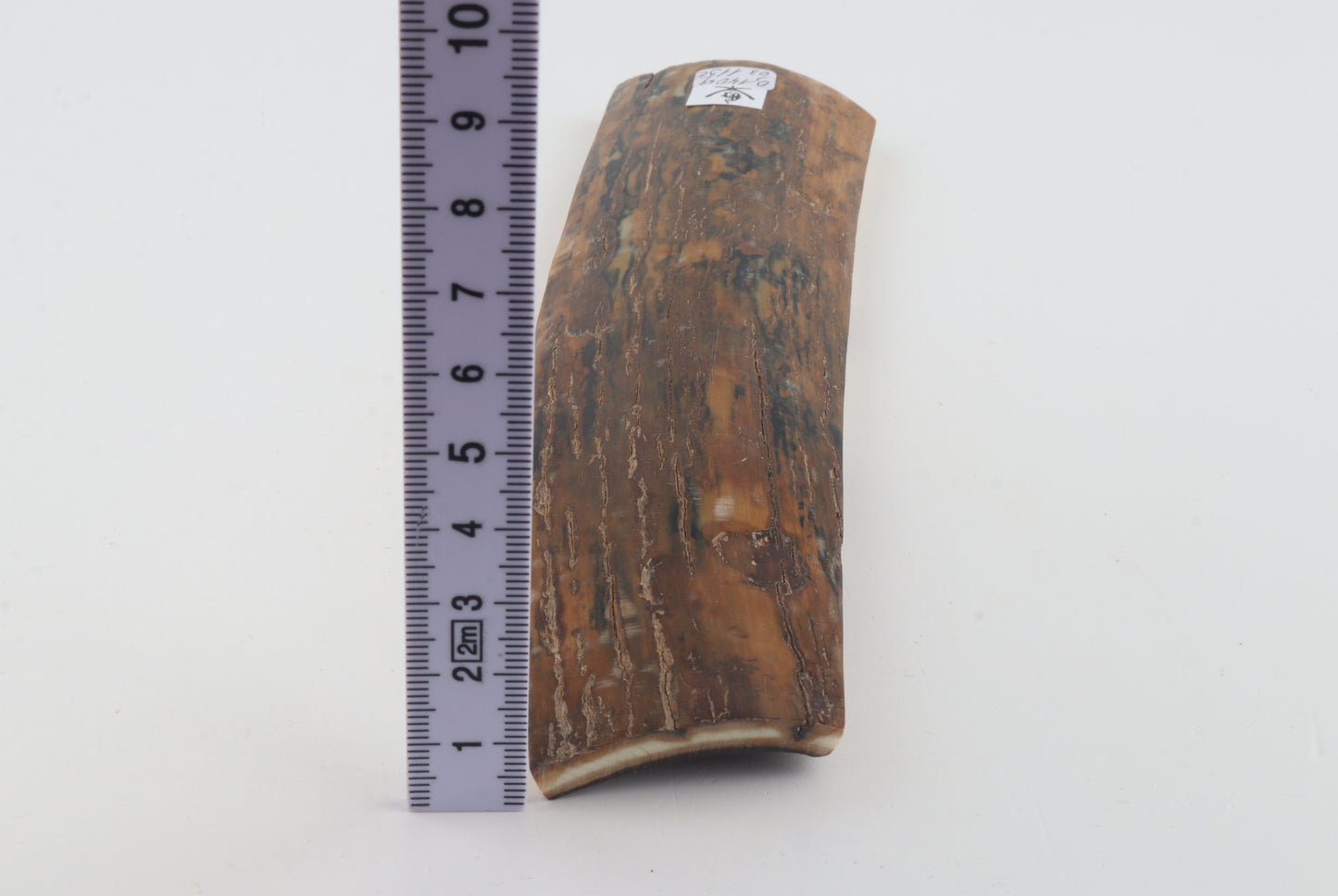 Brown-mustard mammoth bark