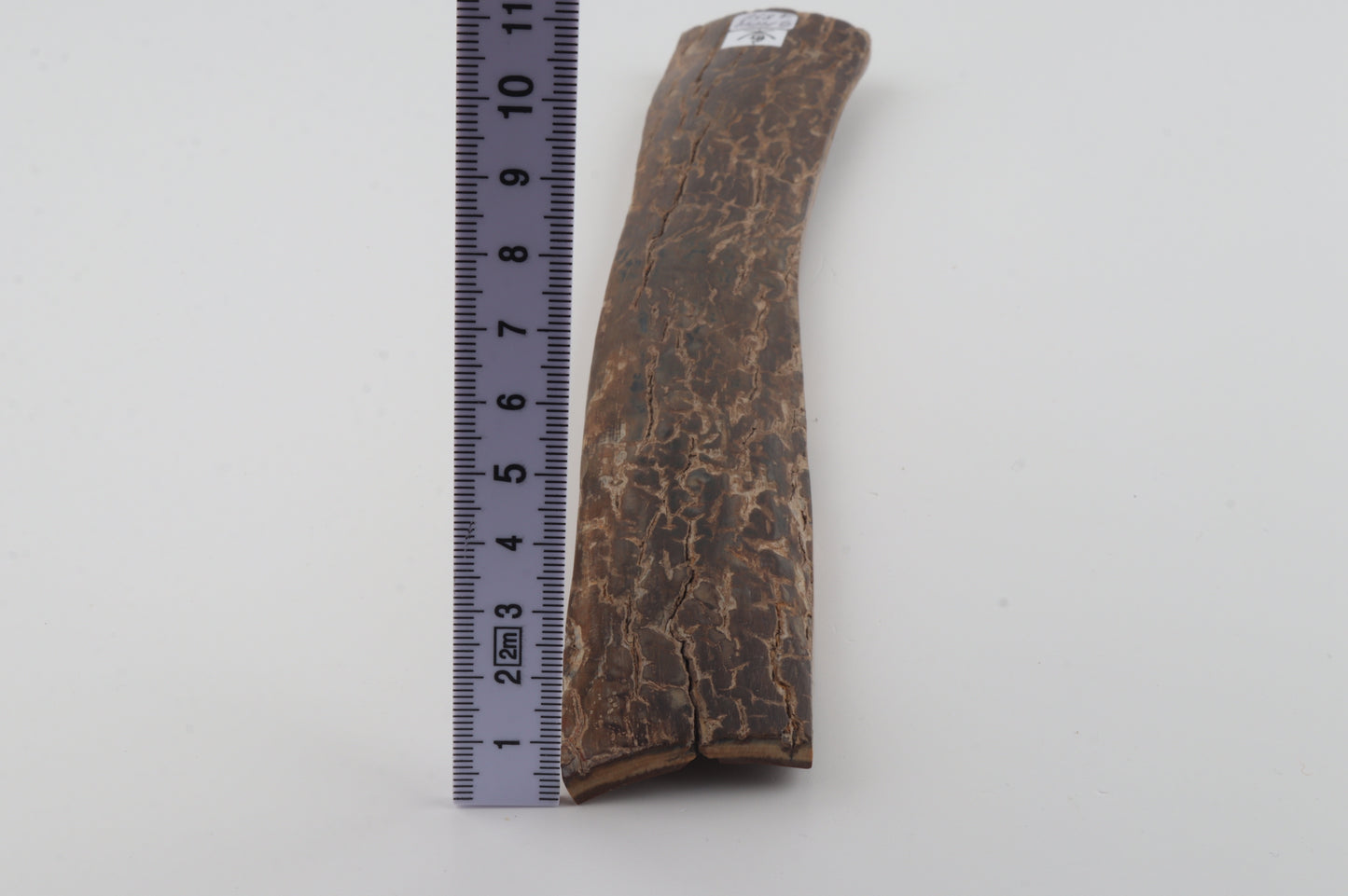 Brown mammoth bark