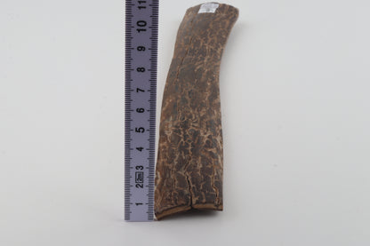 Brown mammoth bark
