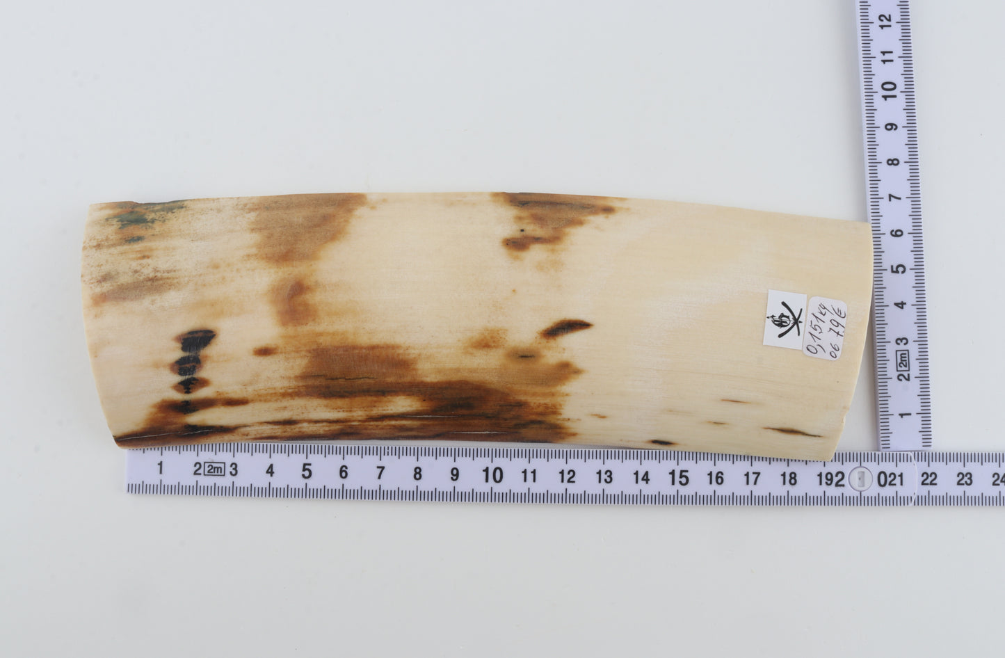 White-orange mammoth bark