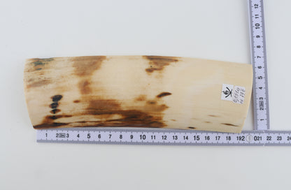 White-orange mammoth bark