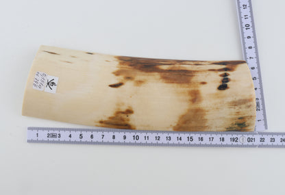 White-orange mammoth bark