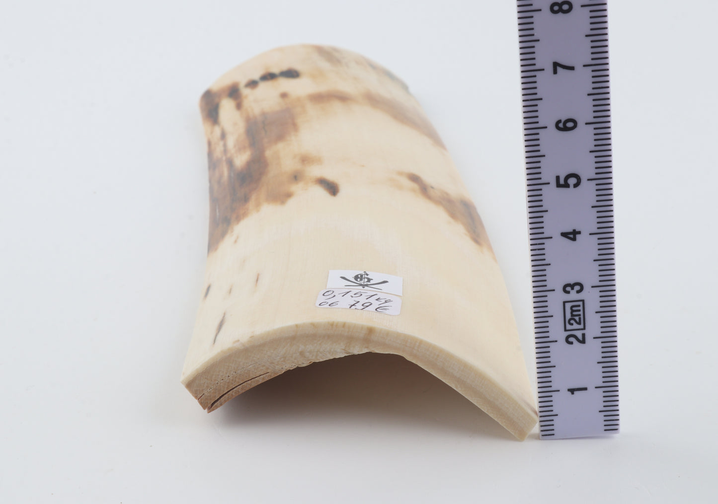 White-orange mammoth bark