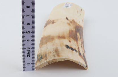 White-orange mammoth bark