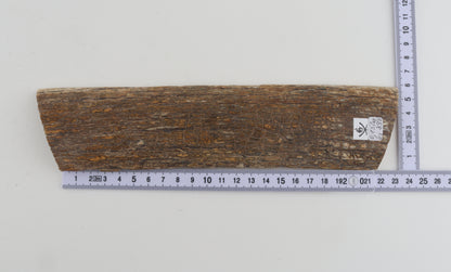 Beige mammoth bark