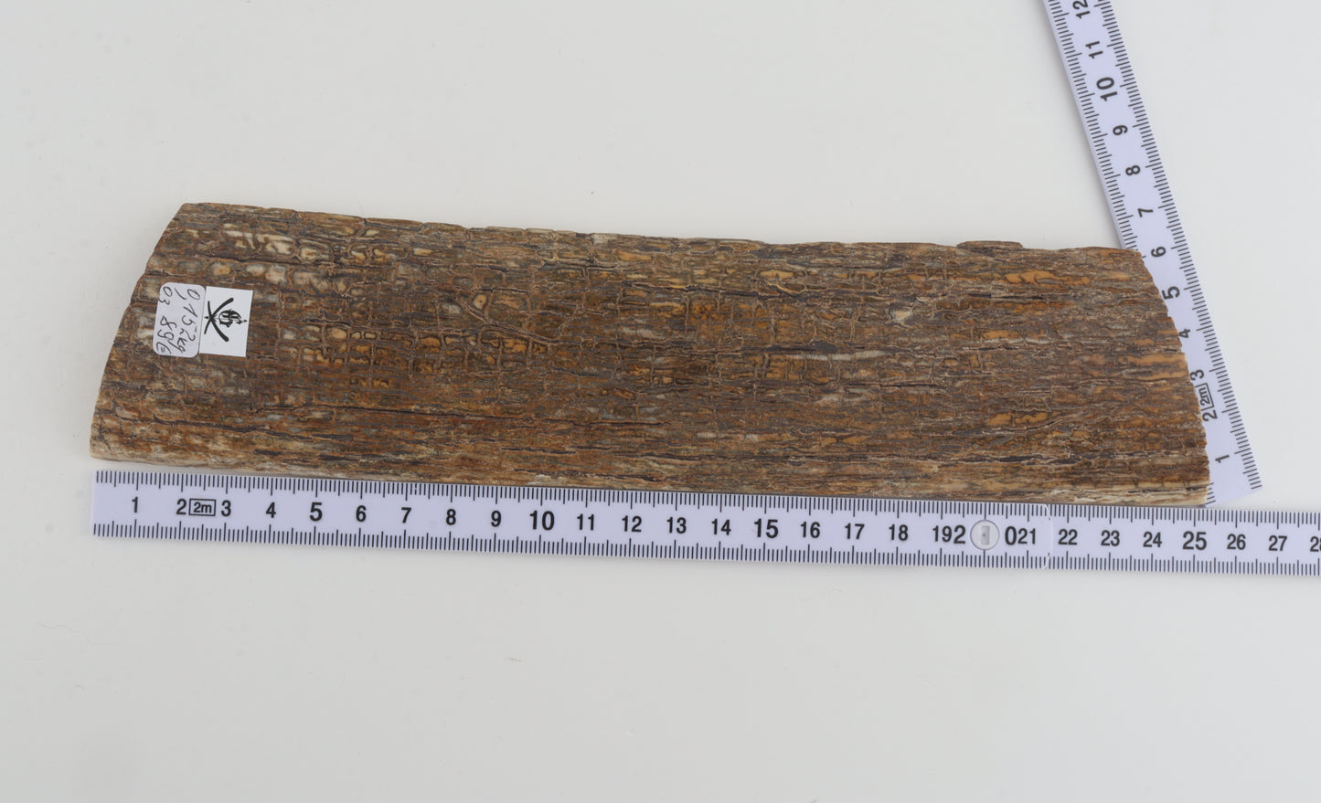 Beige mammoth bark