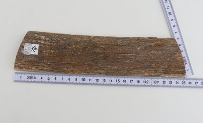 Beige mammoth bark