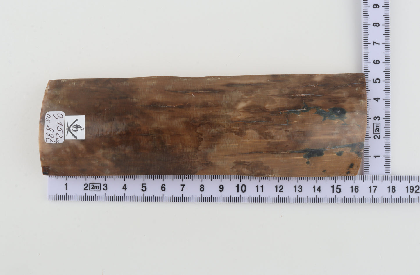 Beige-brown mammoth bark