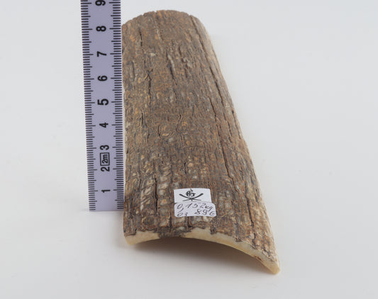 Beige mammoth bark