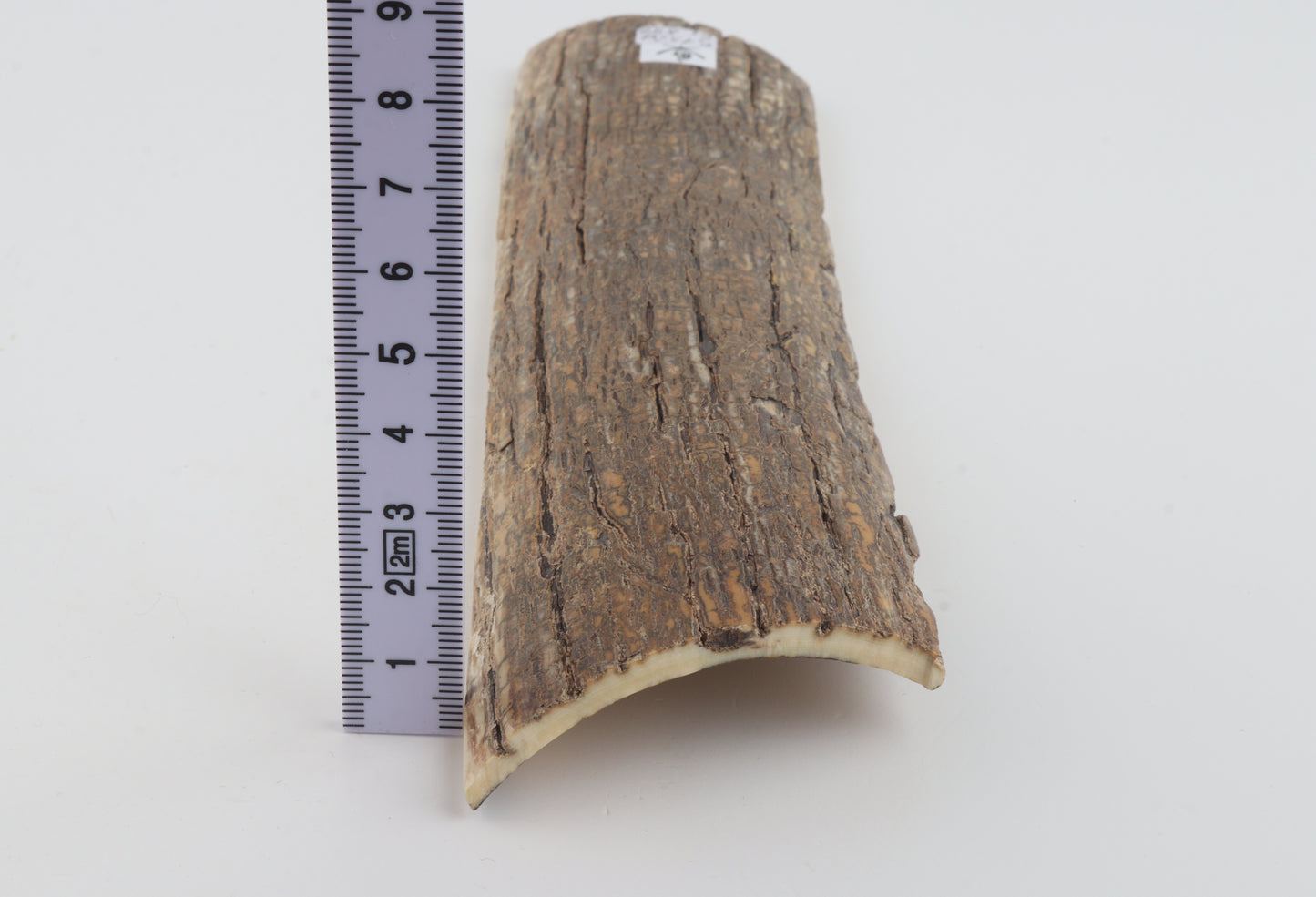 Beige mammoth bark