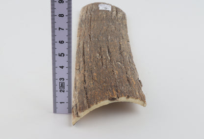 Beige mammoth bark