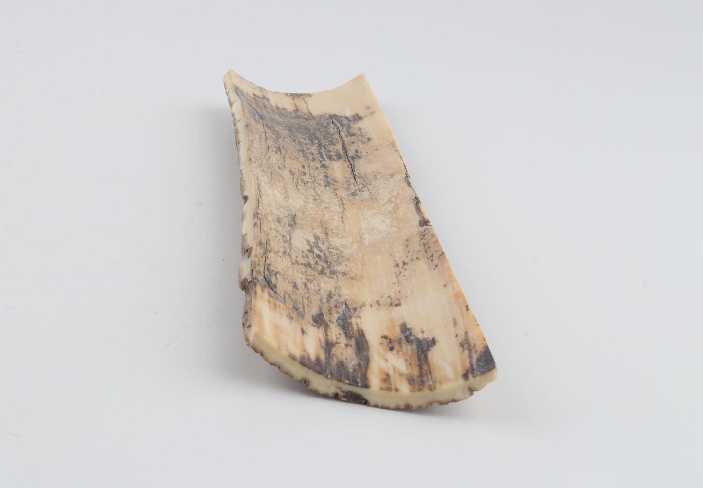 Beige mammoth bark