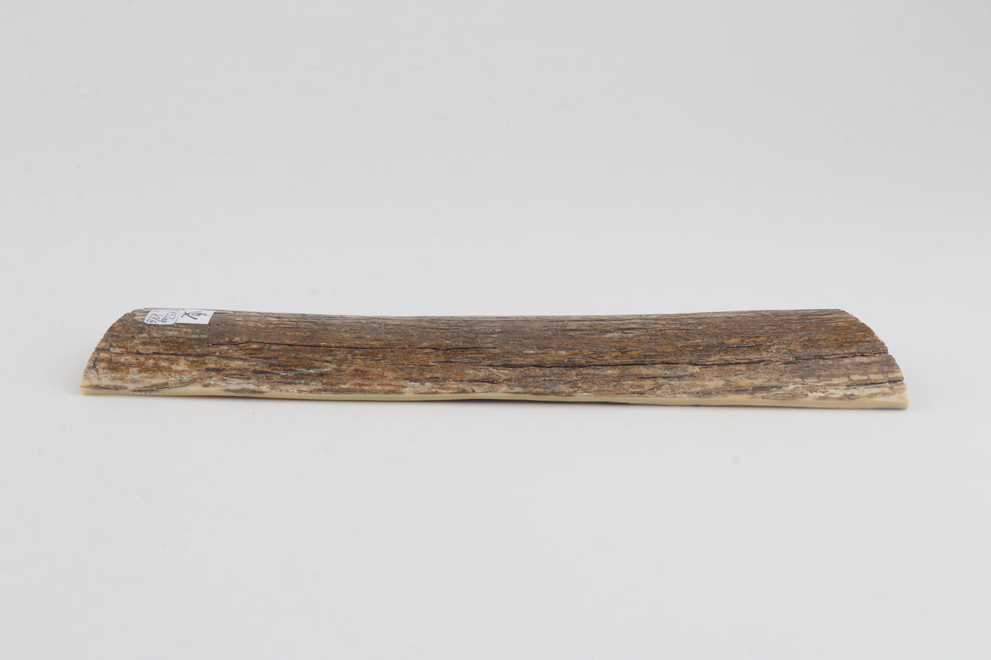 Beige mammoth bark