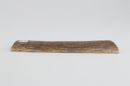 Beige mammoth bark