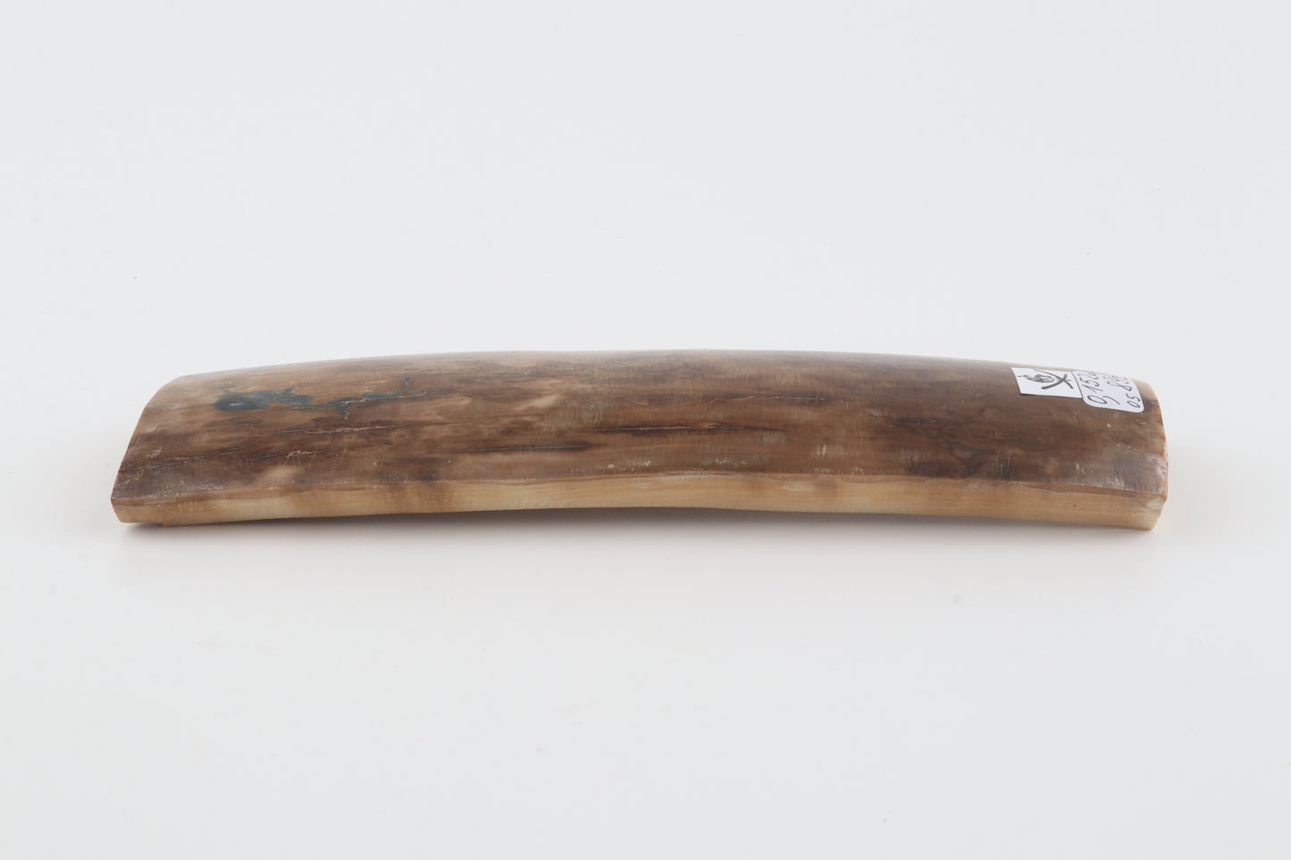 Beige-brown mammoth bark