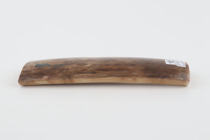 Beige-brown mammoth bark