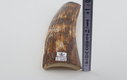 Brown mammoth bark