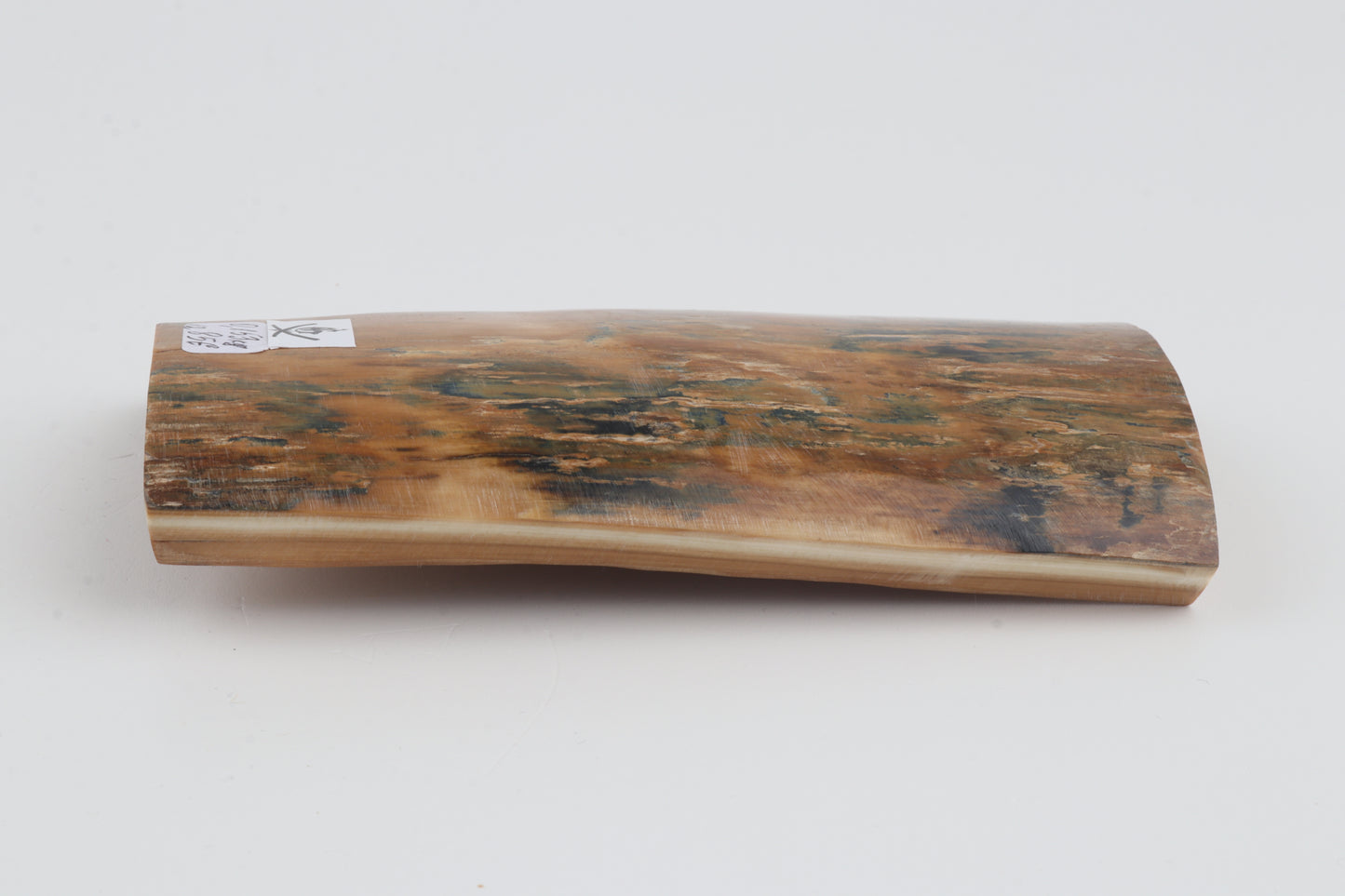 Orange-blue mammoth bark