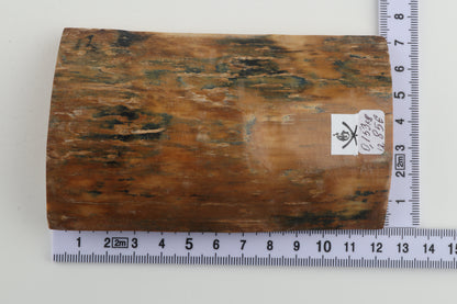 Orange-blue mammoth bark