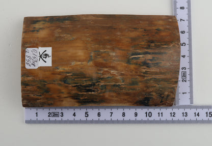 Orange-blue mammoth bark