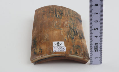 Orange-blue mammoth bark