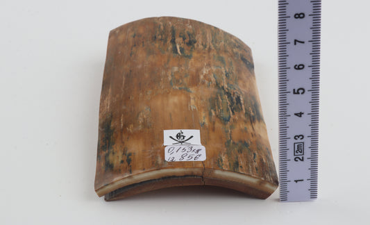 Orange-blue mammoth bark