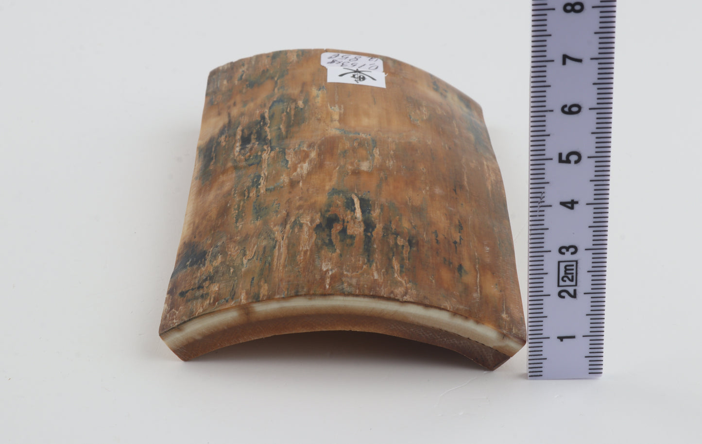 Orange-blue mammoth bark