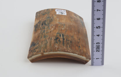 Orange-blue mammoth bark