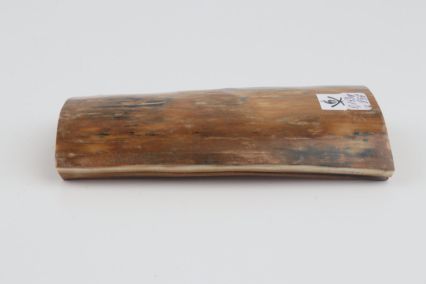 Orange-blue mammoth bark