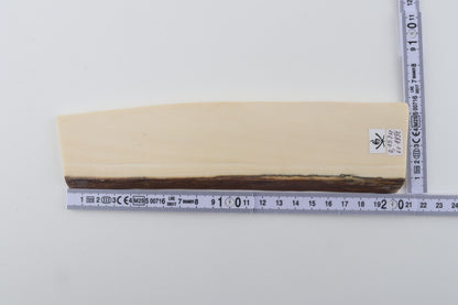White mammoth ivory segment