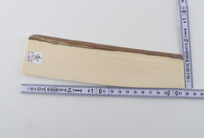 White mammoth ivory segment