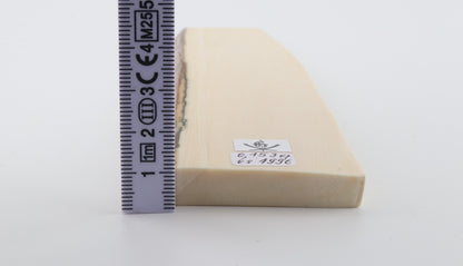 White mammoth ivory segment