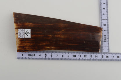 Red-brown mammoth bark