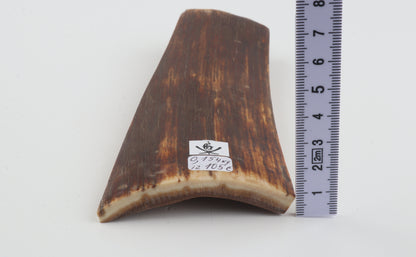 Red-brown mammoth bark