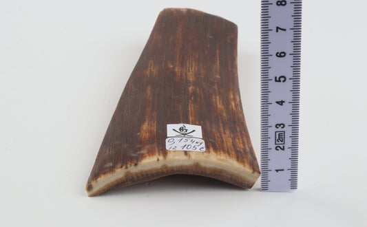 Red-brown mammoth bark