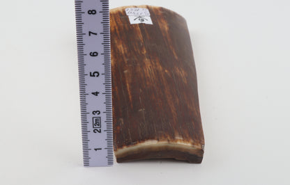 Red-brown mammoth bark