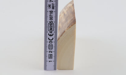 White mammoth ivory segment