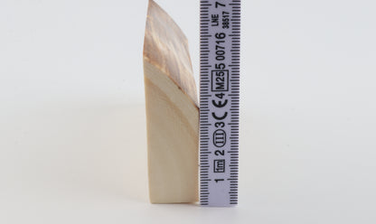 White mammoth ivory segment