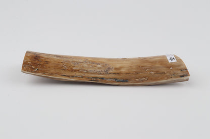 Beige mammoth bark