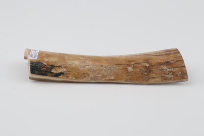 Beige mammoth bark
