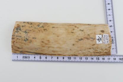 Creme mammoth bark
