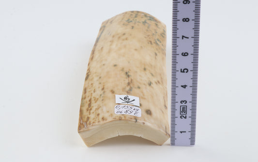 Creme mammoth bark