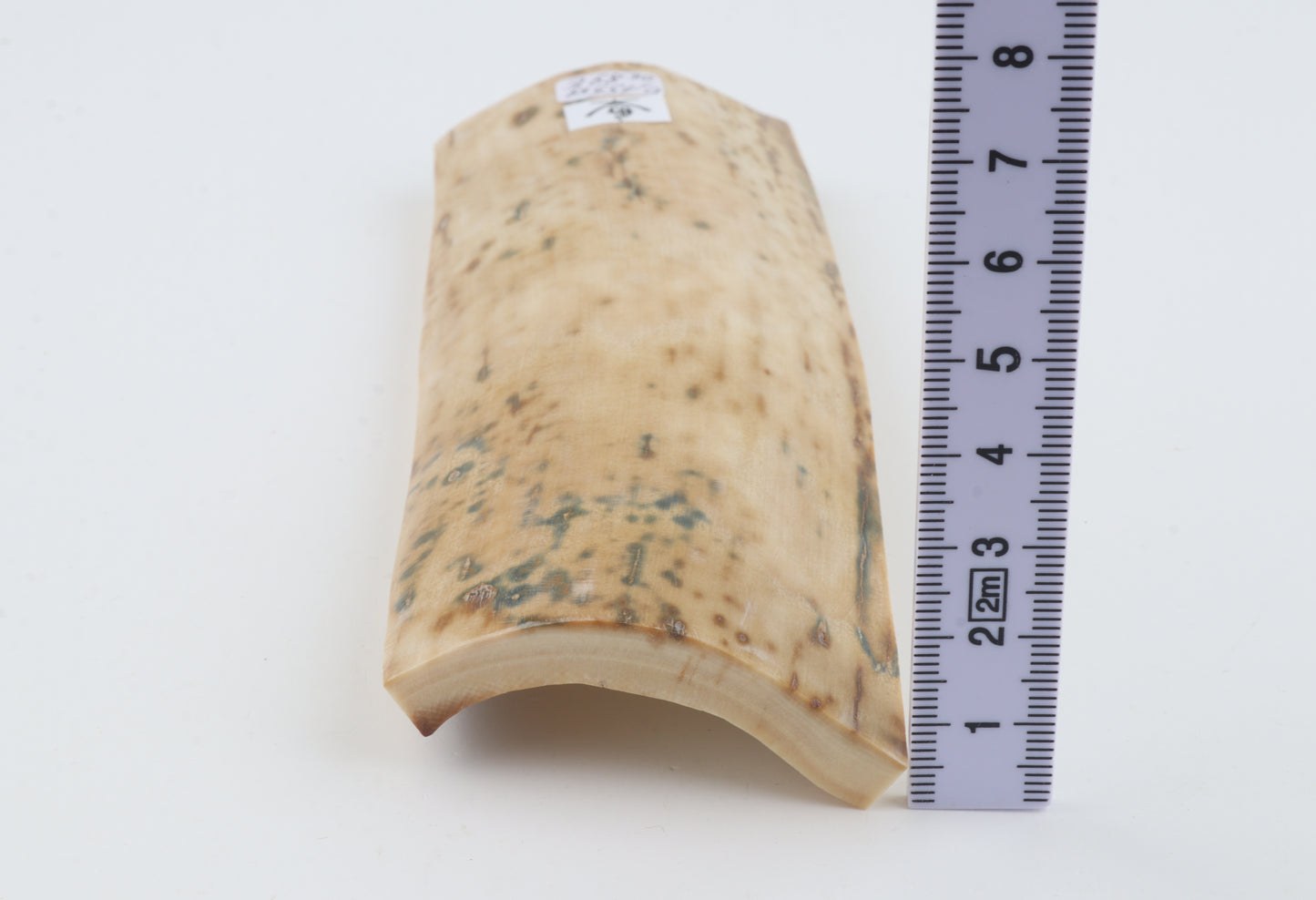 Creme mammoth bark