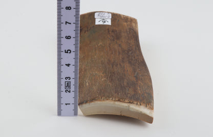 Green-mustard mammoth bark