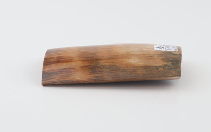 Caramel-brown mammoth bark
